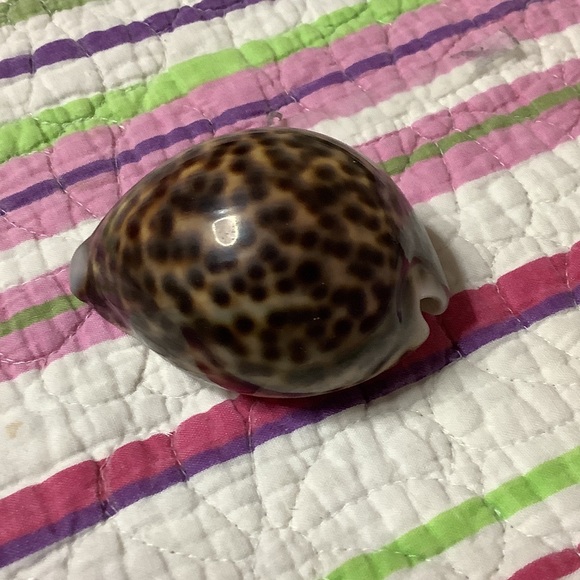 Tiger Cowrie Shell - Picture 3 of 7